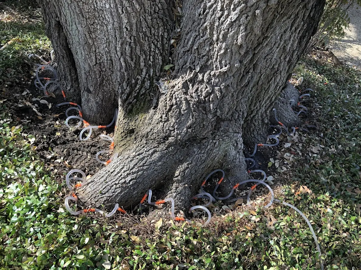 Detailed Tree Cabling and Bracing job site in Alapaha
