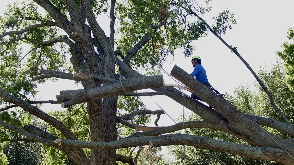 Professional Crown Thinning performed by certified arborists in Alapaha